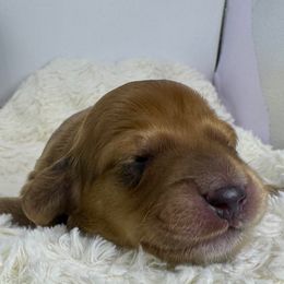 Butters - Red male Dachshund puppy in Rio Linda, California from Destiny's Mini Doxies
