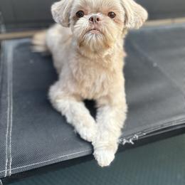 Willow - Shih Tzu