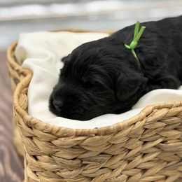 Green Bean - Black male Giant Schnauzer puppy in Collinsville, Mississippi from Hillside Kennels