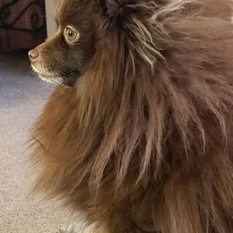 Pomeranians from Remi Roo Poms