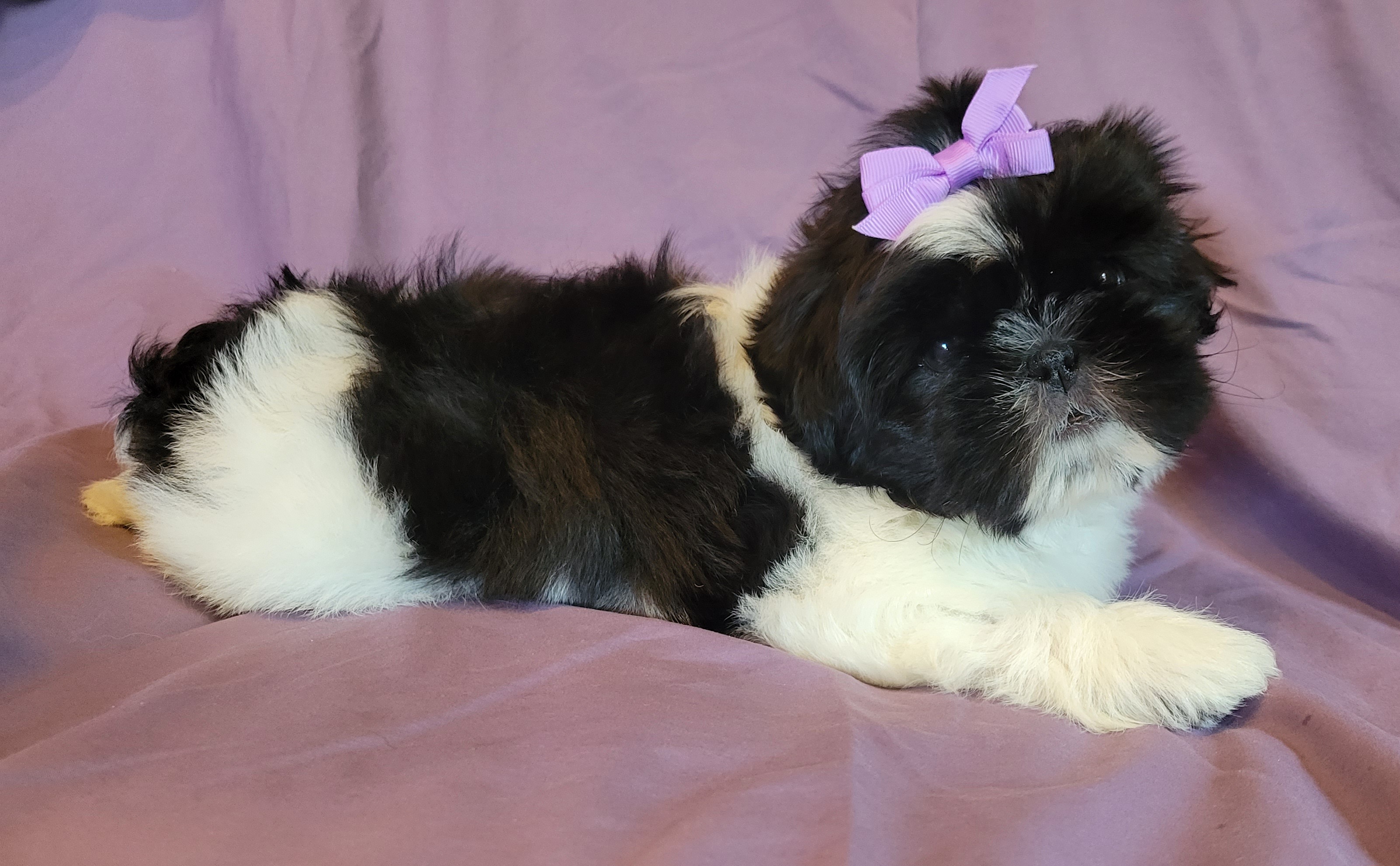 Shih Tzu Puppies from Country Blessed Shih Tzus