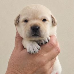 Titan - Black male Labrador Retriever puppy in Roaring Spring, Pennsylvania from Briar Hill Labradors PA 12145