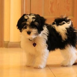 Havanese Puppies from Contigo Havanese