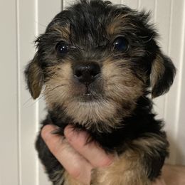 Assorted Doodle Crosses, Double Doodle, Maltipoo, Morkie, and Yorkipoo Puppies from Danza Bolo