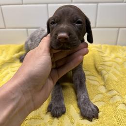 Yellow Boy - Liver male German Shorthaired Pointer puppy in White Salmon, Washington from Holding Hands Farm