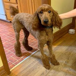 Theo - Poodle