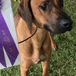 Rhodesian Ridgebacks from Hickory Hives