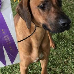 Rhodesian Ridgebacks from Hickory Hives