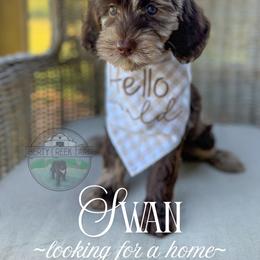 Swan - Merle female Goldendoodle puppy in Cleveland, Tennessee from Liberty Creek Farms