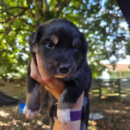 Raven - Black tri-color female Australian Shepherd puppy in Salem, Oregon from Steady Aim Aussies