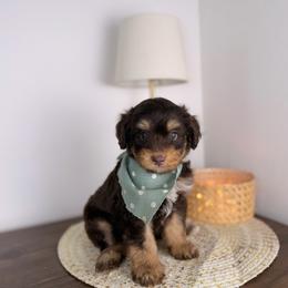 Gelato - male Australian Mountain Doodle puppy in Sweetwater, Florida from Sandy Snout Doodles