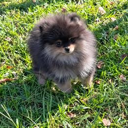 Blk n tan - Black and tan male Pomeranian puppy in Fayetteville, North Carolina from Tar-heel Poms