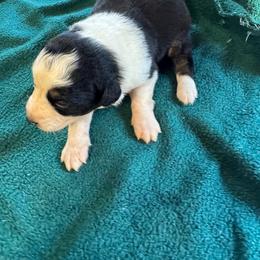 Maggie - Black & white female Australian Shepherd puppy in Baker, Florida from Dubose Kennels