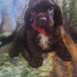Cocker Spaniel Puppies from Top Notch Sporting Dogs