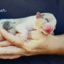 Casper - Blue merle and white male American Corgi puppy in Cameron, North Carolina from Butts Family Corgis