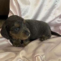 Optimus Prime - Fawn (Isabella) male Dachshund puppy in Santa Fe, Texas from Jennifer Marett