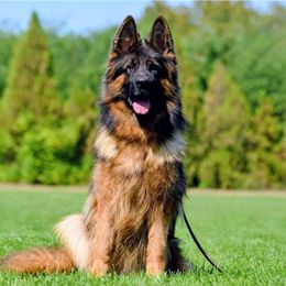 Bubla - German Shepherd