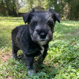 Max - Salt and pepper male Miniature Schnauzer puppy in Anthony, Florida from Amanda Tragash