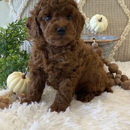 Chevi - Red  female Poodle puppy in Lagrange, Indiana from Heavn Sent Acres
