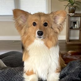 Maggie - Pembroke Welsh Corgi
