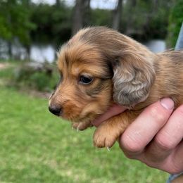Dachshund Puppies from Wyches Bayou Dachshunds