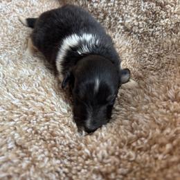 Tri female1 - Black white and tan female Shetland Sheepdog puppy in Shirley, Arkansas from Lucky Pups