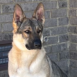German Shepherd All Grown Up from A2 German Shepherd Dogs