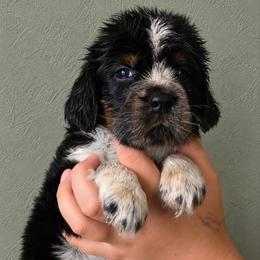 Elvis - Tri-Roan male English Springer Spaniel puppy in Fort White, Florida from Thunderbird Springers