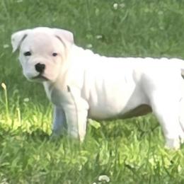 Almond Joy - White female American Bulldog puppy in Three Rivers, Michigan from Jemms Kennels