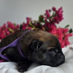 Belgian Malinois Puppies from Rose Kennels