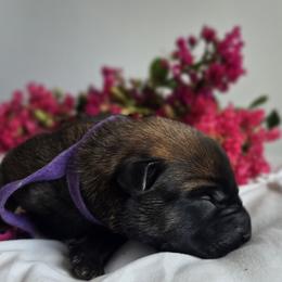 Belgian Malinois Puppies from Rose Kennels