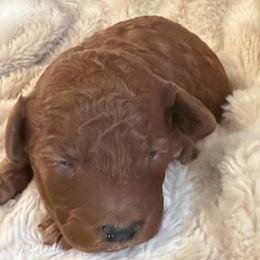 Boy 1 - Red  male Goldendoodle puppy in Haleyville, Alabama from Susan’s Prefurred Doodles