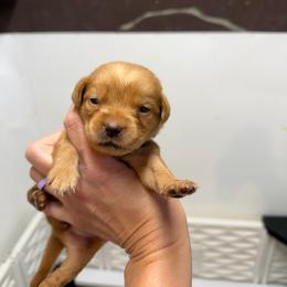 Destiny Sky Blue Collar, - Yellow female Labrador Retriever puppy in Elloree, South Carolina from Moonlight Kennels LLC