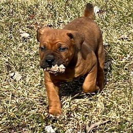 Blue male - Red male Boerboel puppy in Rockford, Illinois from Adoraboerboels