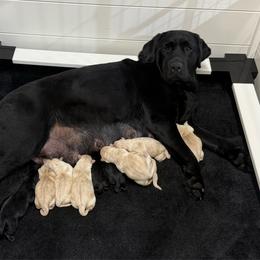 Girl 5 - Yellow female Labrador Retriever puppy in Wilson’s, Virginia from Cedar Hill Farm Labradors