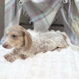 Sage - Fawn (Isabella) male Dachshund puppy in Decatur, Mississippi from KP Dachshunds