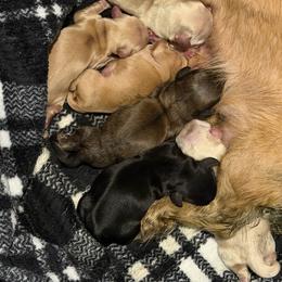 Isabella - Cream female Dachshund puppy in Bergen, New York from T. Rex Doxies & Friends