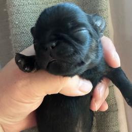 Sixlet - Black and tan male Brussels Griffon puppy in Fallbrook, California from Waski