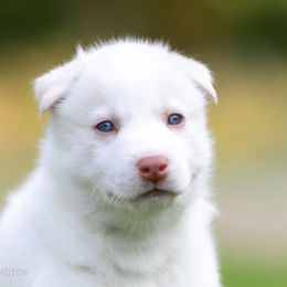Siberian Husky Puppies from Lilbearshuskies