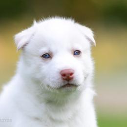 Siberian Husky Puppies from Lilbearshuskies
