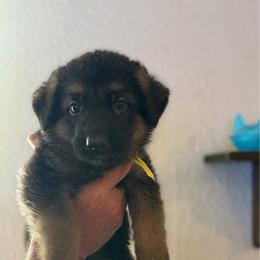Navi - Black and tan female German Shepherd puppy in Florida from Best Shepherds