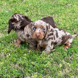 Dachshund Puppies from Lakeview Dachshunds