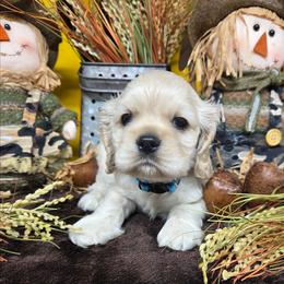 Biscuit - Buff male Cocker Spaniel puppy in Greers Ferry, Arkansas from Lake Area Cuddly Cockers