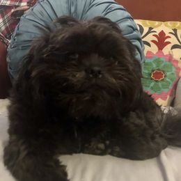 Suzie - Shih Tzu