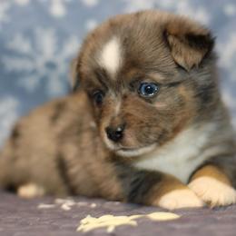 Soldier - Blue merle male Toy Australian Shepherd puppy in Humansville, Missouri from Tater Tot aussies