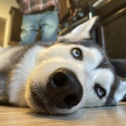 Siberian Husky All Grown Up from Curatolo Kennels