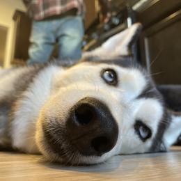 Siberian Husky All Grown Up from Curatolo Kennels