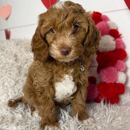 Star - Red  female Goldendoodle puppy in La Verne, California from Marshall Goldendoodles