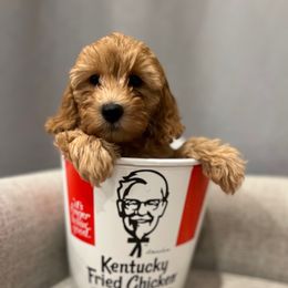 Joie - Apricot female Goldendoodle puppy in Maricopa, Arizona from HeyDoods Doodles
