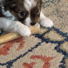 Papillon Puppies from DejaVu Papillons